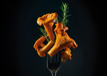 Soria epicentro mundial del turismo micológico