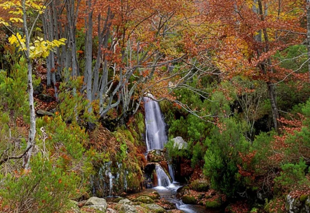 Escapada otoño bosques